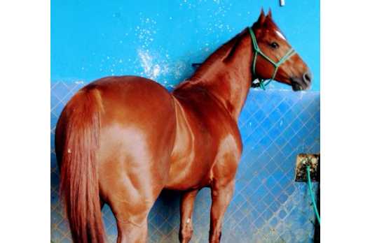 BRISCO FLY LOVE